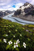 Flowers Near the Gilkey Glacier