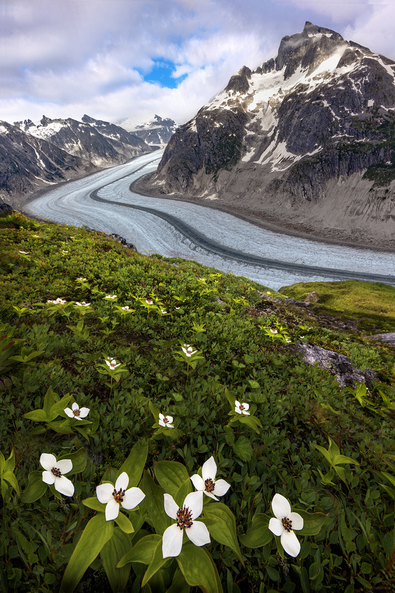 Flowers Near the Gilkey Glacier