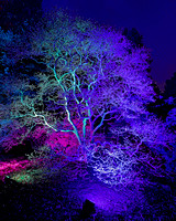 Morton Arboretum Illumination